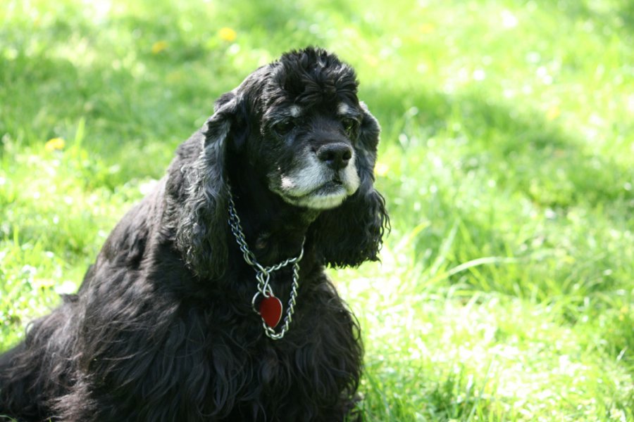 Betka