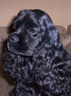 Samko