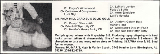 CH Palm Hill Caro Bu´s Solid Gold